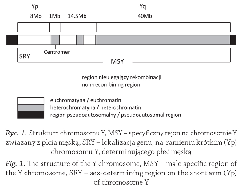Strukturachromosomu