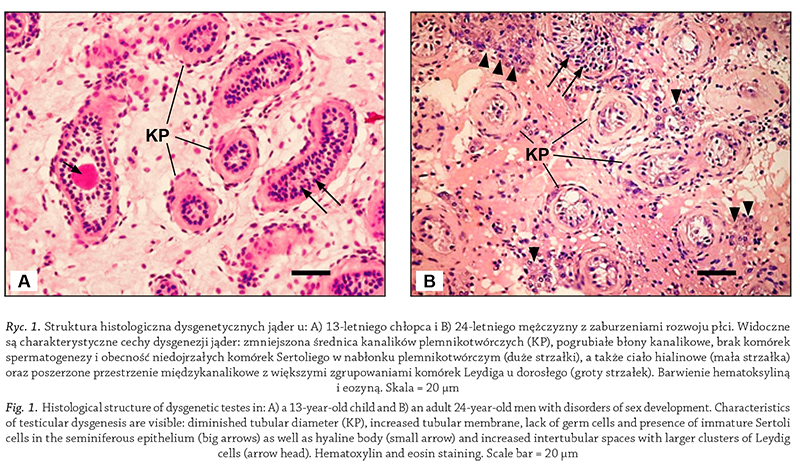 Struktura histologiczna